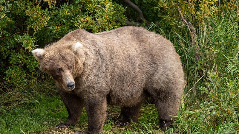 Fico navrhuje ústavní zákon o odstřelu medvědů